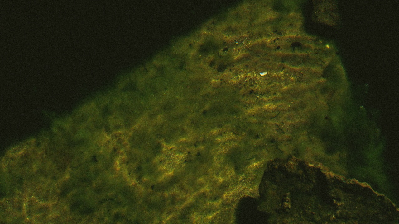 Microscope view of microfossils and dinosaur footprints in the field