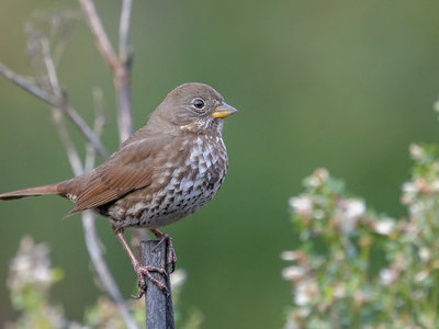 Fox Sparrow