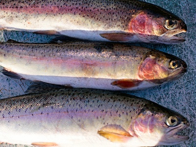 Freshwater fisheries (trout, bass)