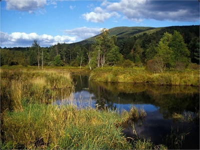 Freshwater marsh