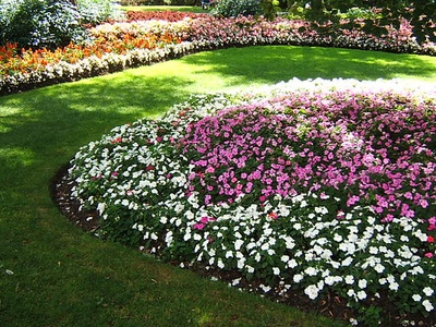 Garden impatiens