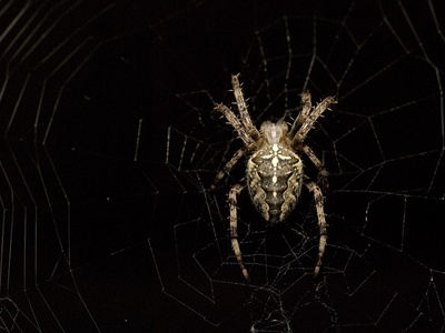 Garden orb weaver