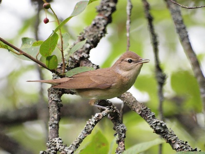 Garden Warbler