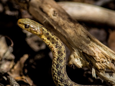 Garter snake