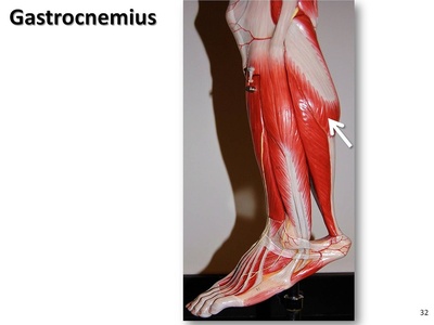 Gastrocnemius
