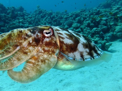 Giant cuttlefish