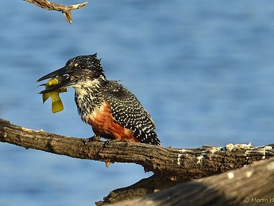 Giant kingfisher