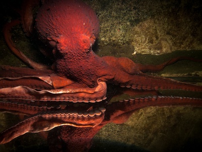 Giant Pacific octopus