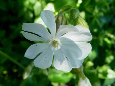 Gibraltar campion