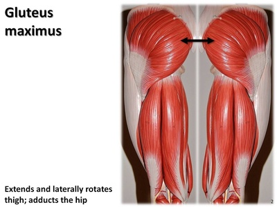 Gluteus maximus
