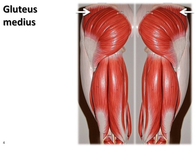 Gluteus medius