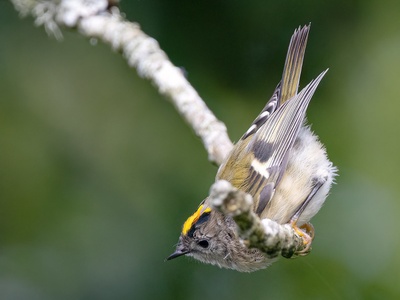 Goldcrest
