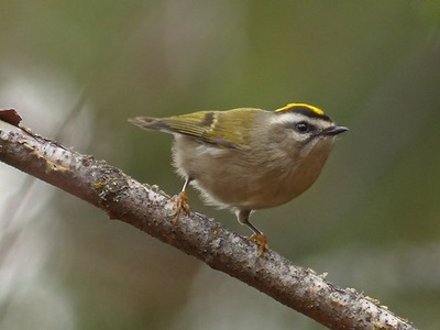 Golden-crowned Kinglet