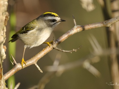 Golden-crowned Kinglet
