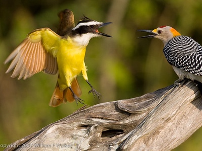 Golden-fronted Woodpecker