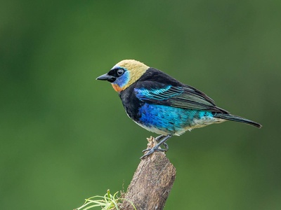 Golden-hooded Tanager