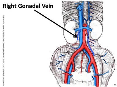 Gonadal vein