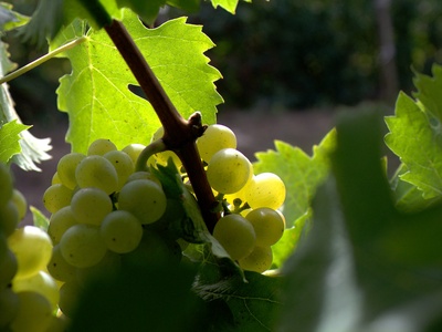 Grapes