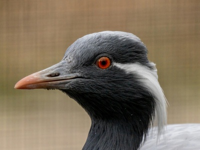 Gray-breasted Martin