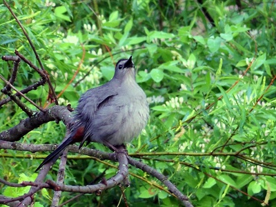 Gray Catbird
