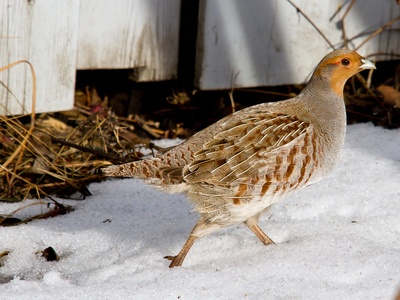 Gray Partridge