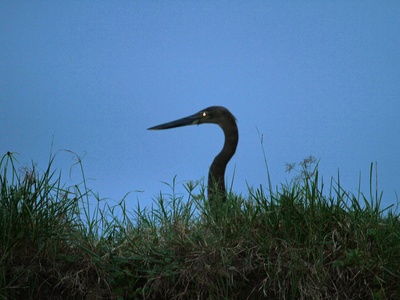 Great-billed Heron
