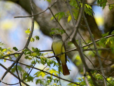 Great Crested Flycatcher