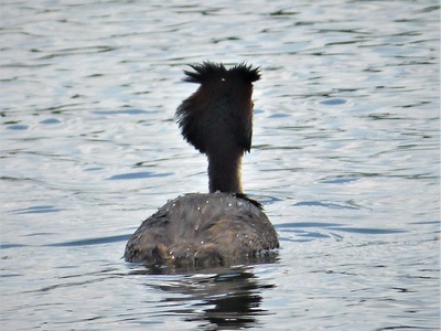 Great crested grebe