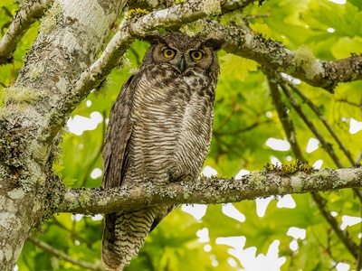 Great Horned Owl