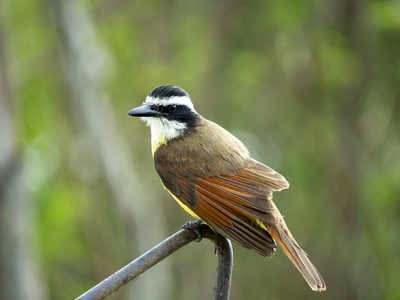Great Kiskadee