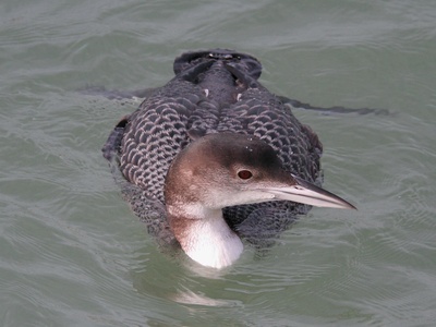 Great Northern Diver