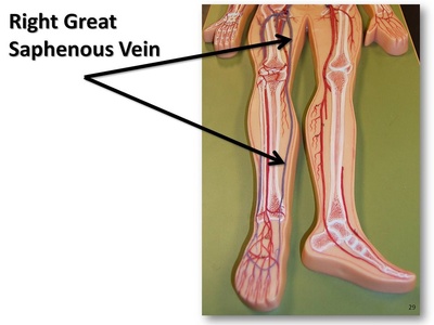 Great saphenous vein