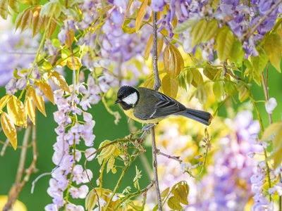 Great Tit