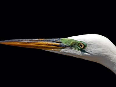 Great White Egret