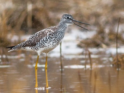 Greater Yellowlegs