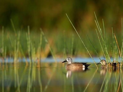 Green-winged Teal