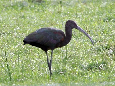 Green Ibis