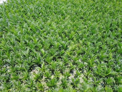 Green manure (legume cover crop)