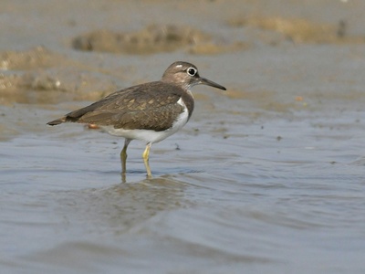 Green Sandpiper