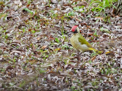 Green woodpecker