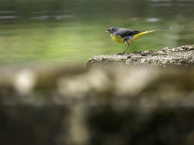 Grey Wagtail