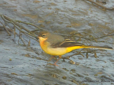 Grey wagtail