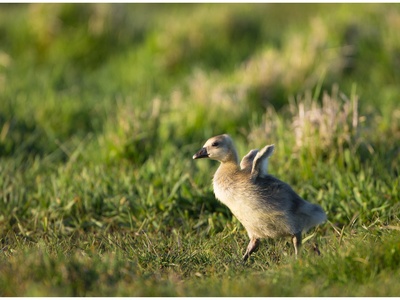 Greylag Goose