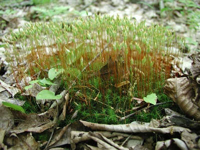 Haircap moss