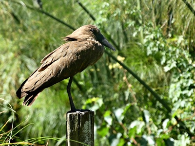Hamerkop