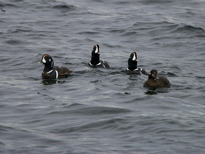 Harlequin Duck