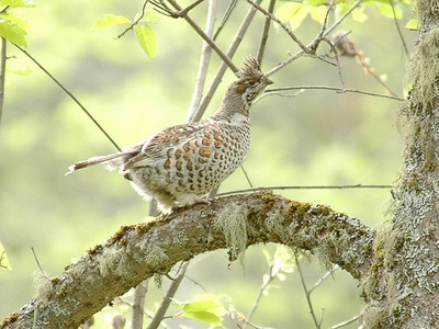 Hazel Grouse