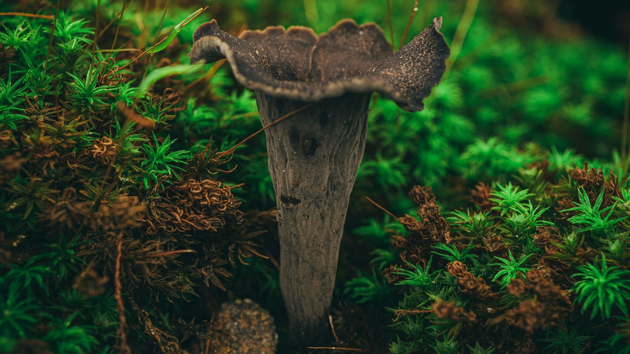 Scientist examining plant samples and a community health worker near a forest, illustrating links between biodiversity, medicine and disease regulation.