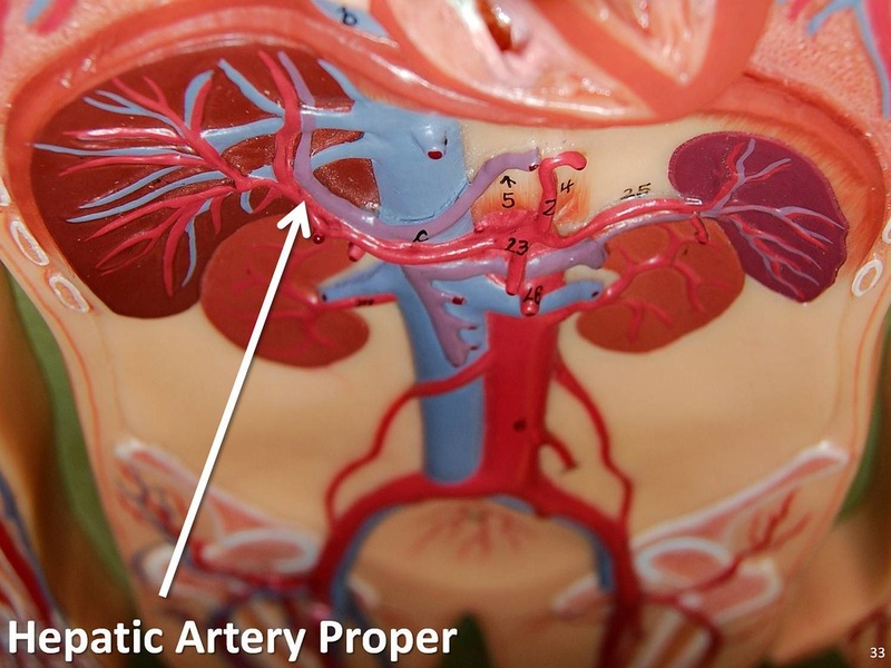 The Complete List of Arteries - 33Science