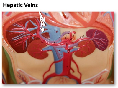 Hepatic veins